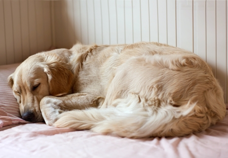 Dog sleeping on the bed - golden retrieverの写真素材