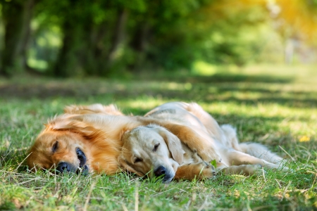 View of two dogs lying in the morning light - Golden Retriever

の写真素材