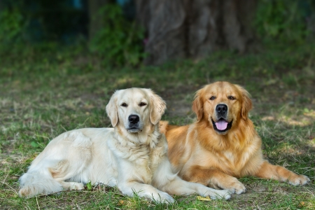 Portrait of two young dogs playing in the meadowの写真素材