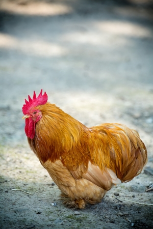 Closeup of a cock in a farmyard の写真素材