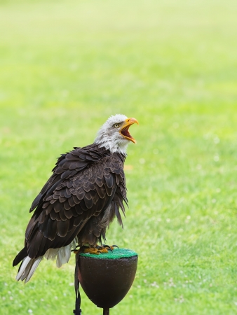 American bald eagle with open beakの写真素材