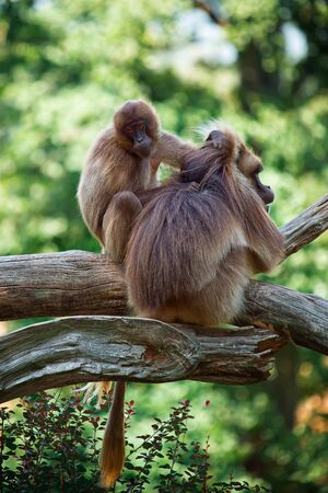 Two monkeys taking care of your hairの写真素材