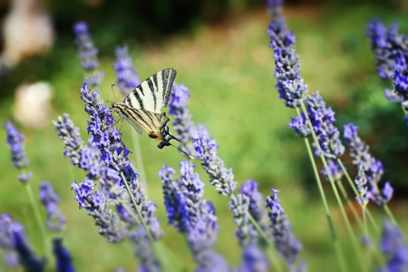 butterfly named "Scarce Swallowtail" in floral ambianceの写真素材