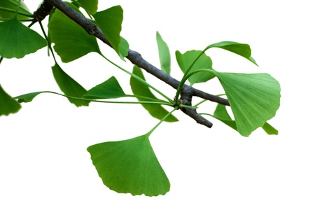 Fresh Leaves Ginkgo on white backgroundの写真素材