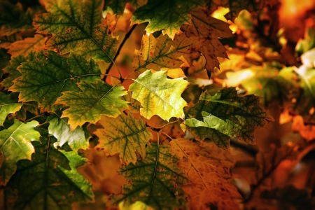 A beautiful autumn background with falling leaves の写真素材