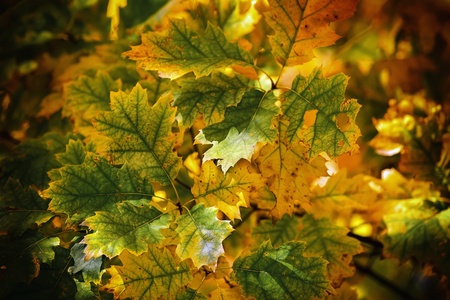 A beautiful autumn background with falling leaves の写真素材