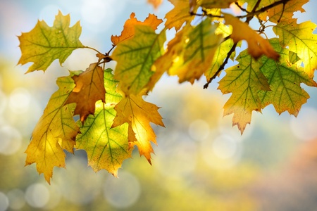 A beautiful autumn background with falling leaves の写真素材