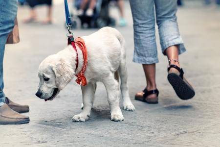 People walking on the street with dog on leash の写真素材
