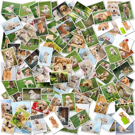 A collage of photos of golden retriever 101 pieces, a collection of photos isolated on a white background, Which can be found in high resolution in my portfolio.

の写真素材