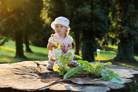 Pretty little girl standing on a large tree stump の写真素材