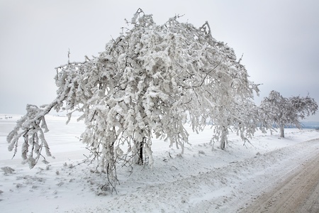 Frozen and snow covered trees along the wayの写真素材