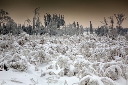 Frozen and snow covered trees along the wayの写真素材