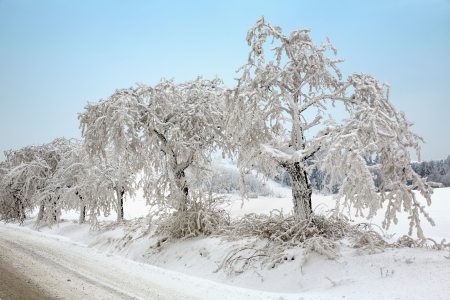 Frozen and snow covered trees along the wayの写真素材