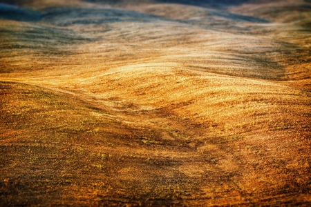 Fields on the hills of Montalcino  Siena, Tuscany, Italy  at summer の写真素材