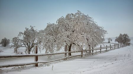 Frozen and snow covered trees along the wayの写真素材