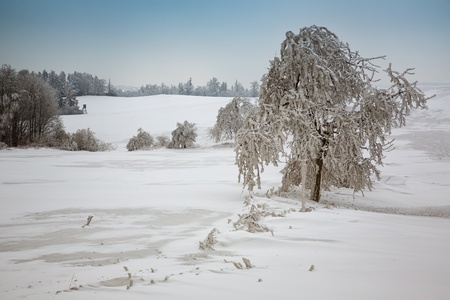 Frozen and snow covered trees along the wayの写真素材