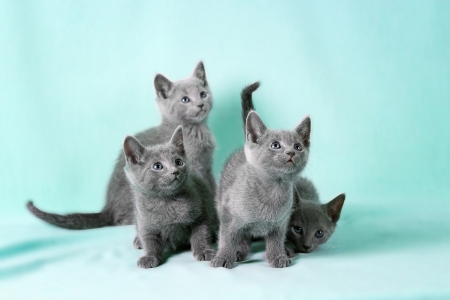 Kittens  breed  Russian Blue   on the color backgroundの写真素材