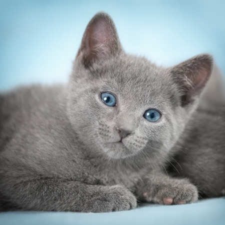 Kittens  breed  Russian Blue   on the blue backgroundの写真素材