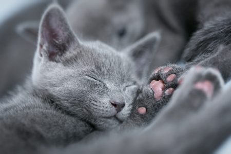 Sleeping kitten  breed  Russian Blue   on a blue backgroundの写真素材