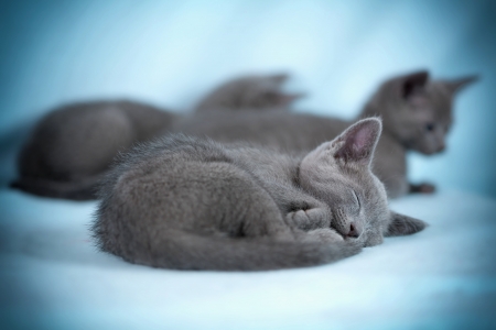 Sleeping kitten  breed  Russian Blue   on a blue backgroundの写真素材