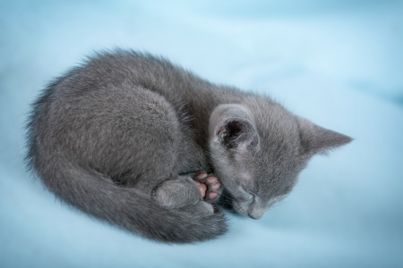 Sleeping kitten  breed  Russian Blue   on a blue backgroundの写真素材