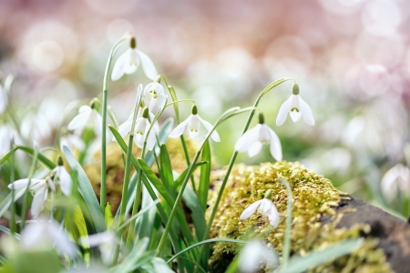 Spring snowdrop flowers in a garden の写真素材