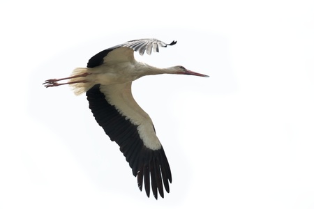 White stork flying  on white backgroundの写真素材