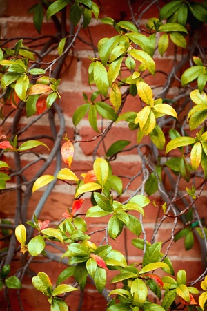Color plant an a brick wallの写真素材