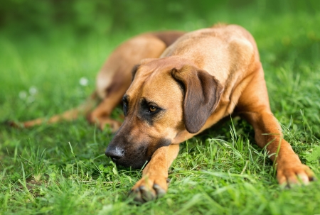 Detailed portrait of a Rhodesian Ridgeback dogの写真素材