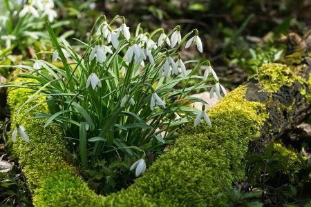Spring snowdrop flowers in a garden の写真素材
