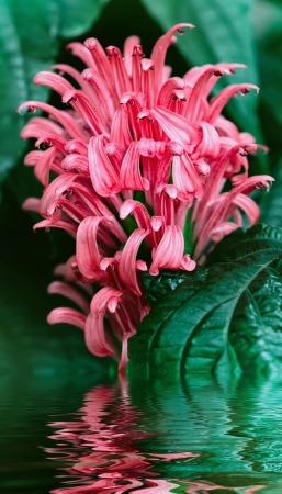 Closeup of flower tropical plants reflected in the waterの写真素材
