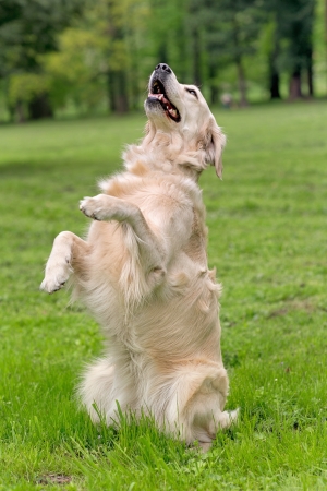 Golden retriever sitting up and beggingの写真素材