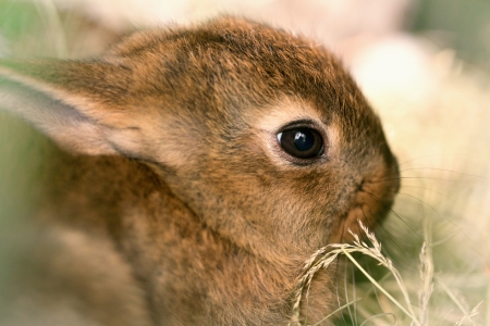 Rabbit feeding hay - a small focusの写真素材