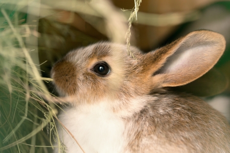 Rabbit feeding hay - a small focusの写真素材