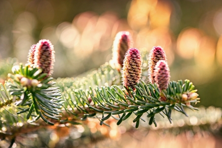 Detailed view of the cones in a beautiful backlightの写真素材