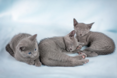 Sleeping kitten  breed の写真素材