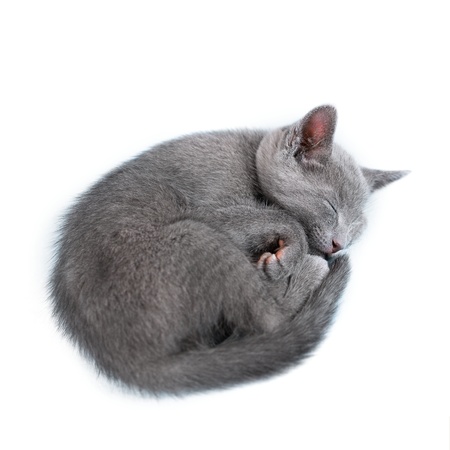 Sleeping kitten  breed の写真素材
