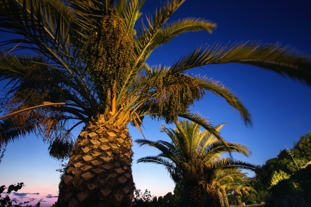 Palm tree on background evening skyの写真素材