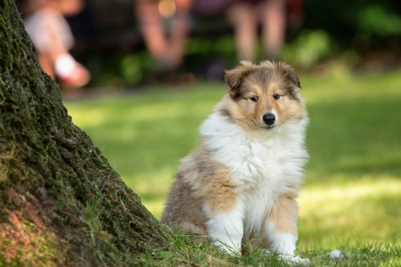 Portrait of long-haired collie puppyの写真素材