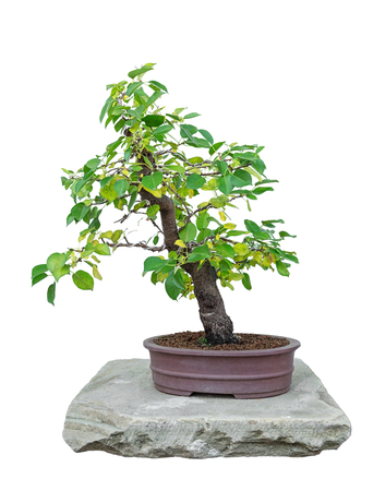 Bonsai tree with white background - Padellus mahalebの写真素材