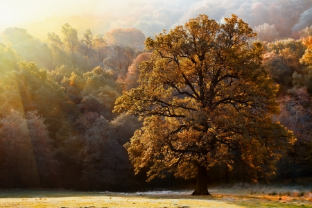 Sunlight and autumn tree in a parkの写真素材