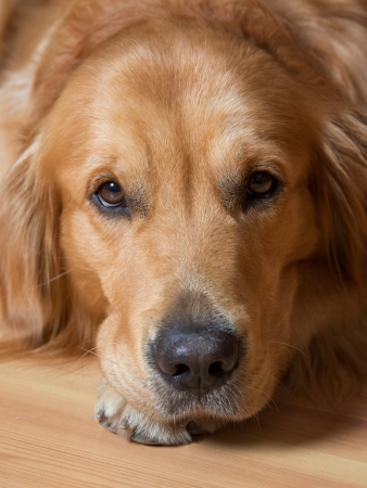 Portrait of a beautiful young dog - golden retrieverの写真素材