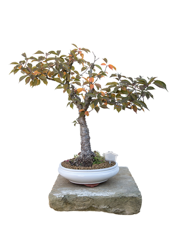 Bonsai tree with white background - cherry-treeの写真素材