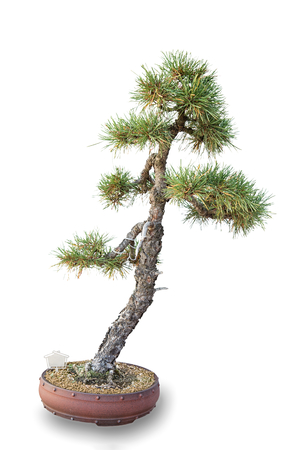 Bonsai tree with white background - Pine Forestの写真素材