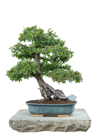 Bonsai tree with white background - Chinese elmの写真素材
