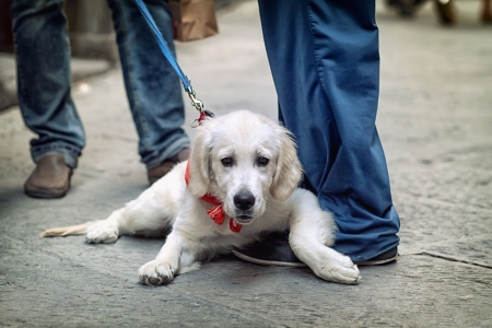 People walking on the street with dog on leash 