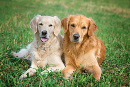 Portrait of two young dogs playing in the meadowの写真素材