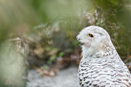 snowy owl sitting on the groundの写真素材