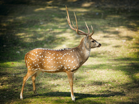 Chital deer or cheetal the latin - Axis axis, also known as spotted deer or axis deerの写真素材