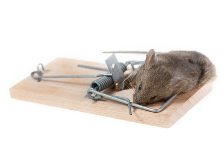 The mouse in a mousetrap it is isolated on a white backgroundの写真素材